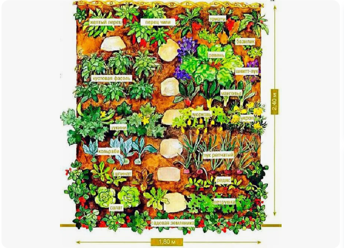 грядка плотной посадки-овощной конвеер