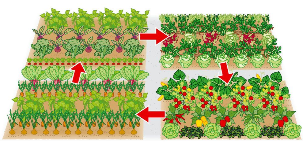 пример грядки и посадки овощей