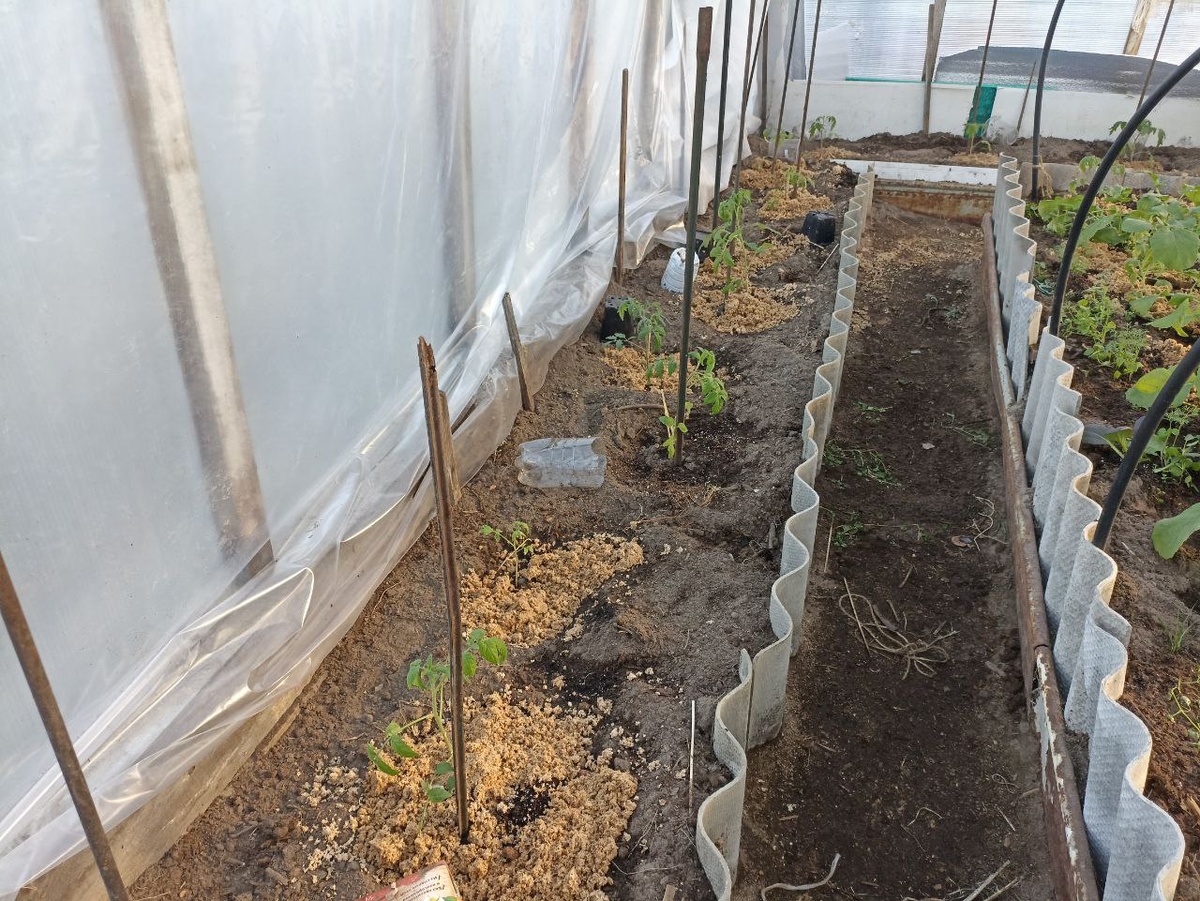 томаты в теплицу переехали