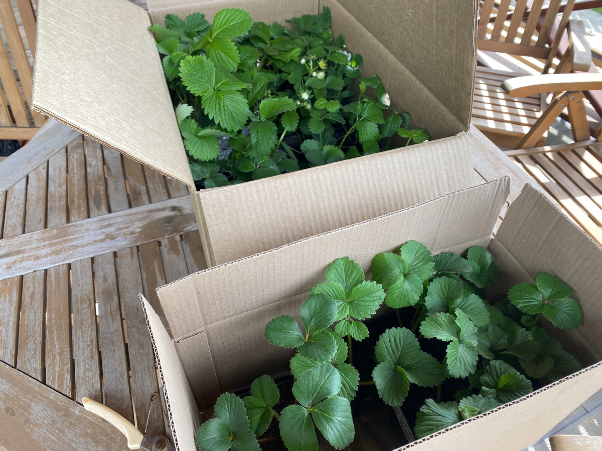 Саженцы клубники от агрофирмы Поиск, фото автора