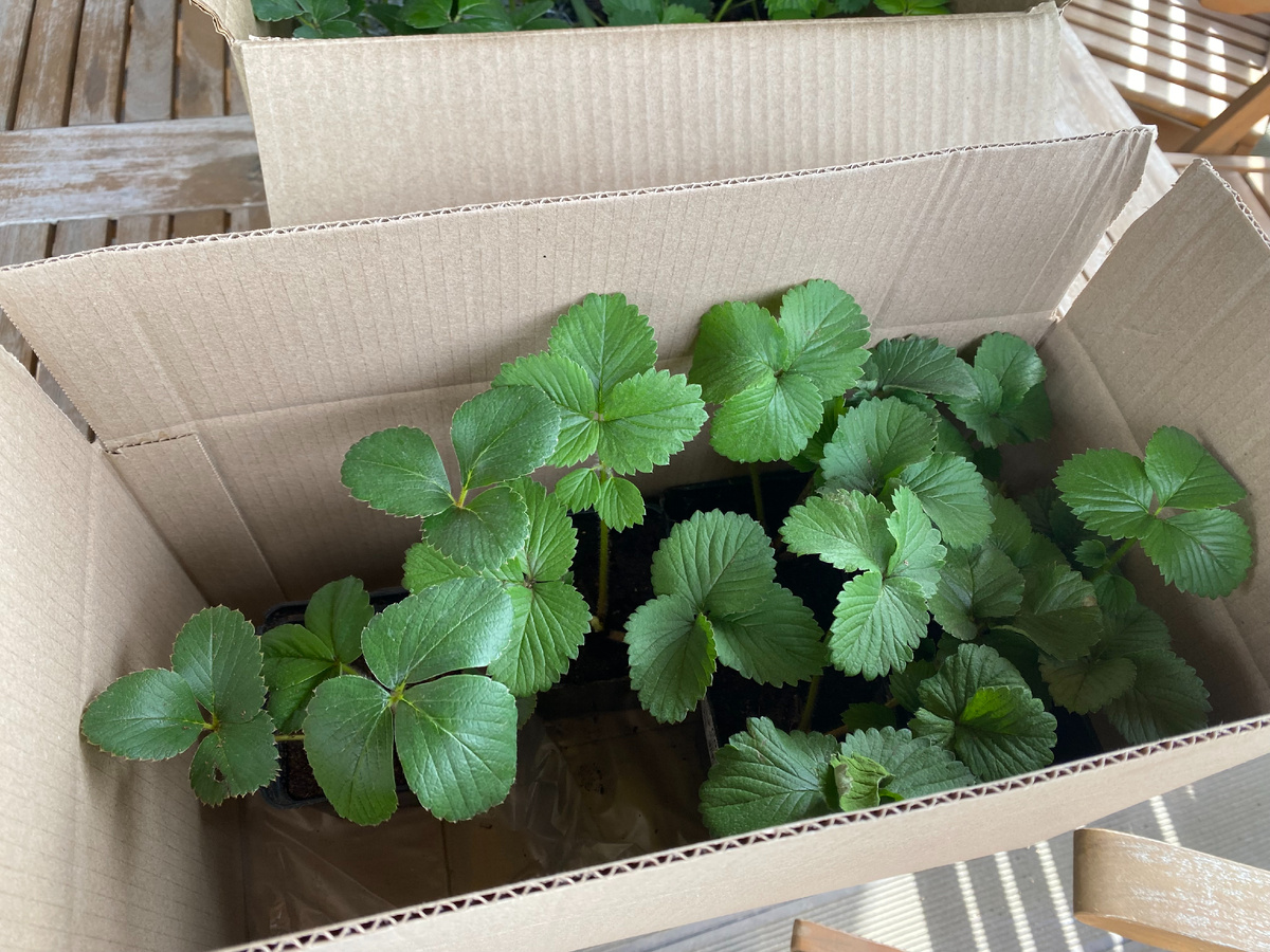 Саженцы клубники от агрофирмы Поиск, фото автора