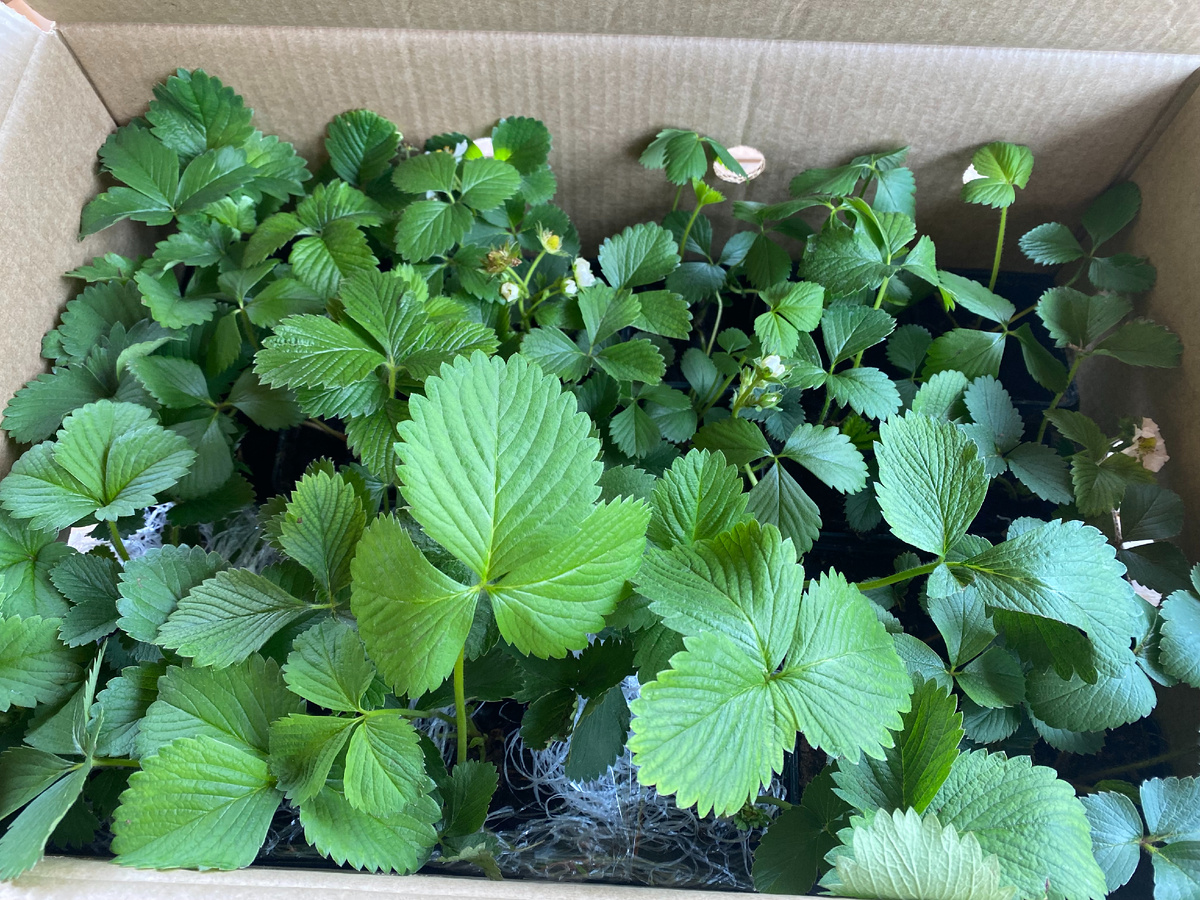 Саженцы клубники от агрофирмы Поиск, фото автора