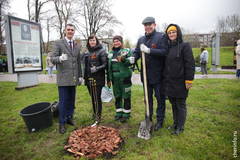    Двадцать девять кустарников сорта "красавица Москвы" будут расти на Алее Героев. Акция "Сирень Победы" прошла сегодня. Источник: https://cherinfo.ru/news/139648