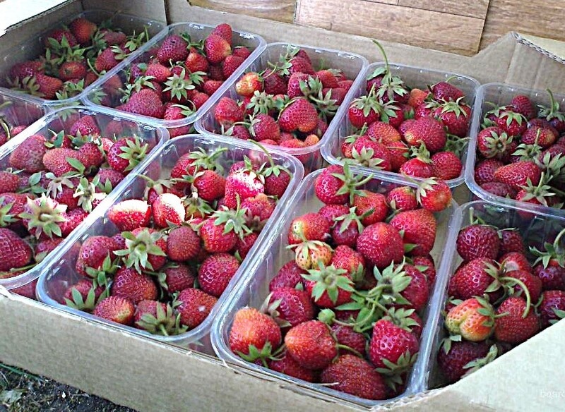    Фото сайта Минсельхоза РФ Екатерина Молчанова