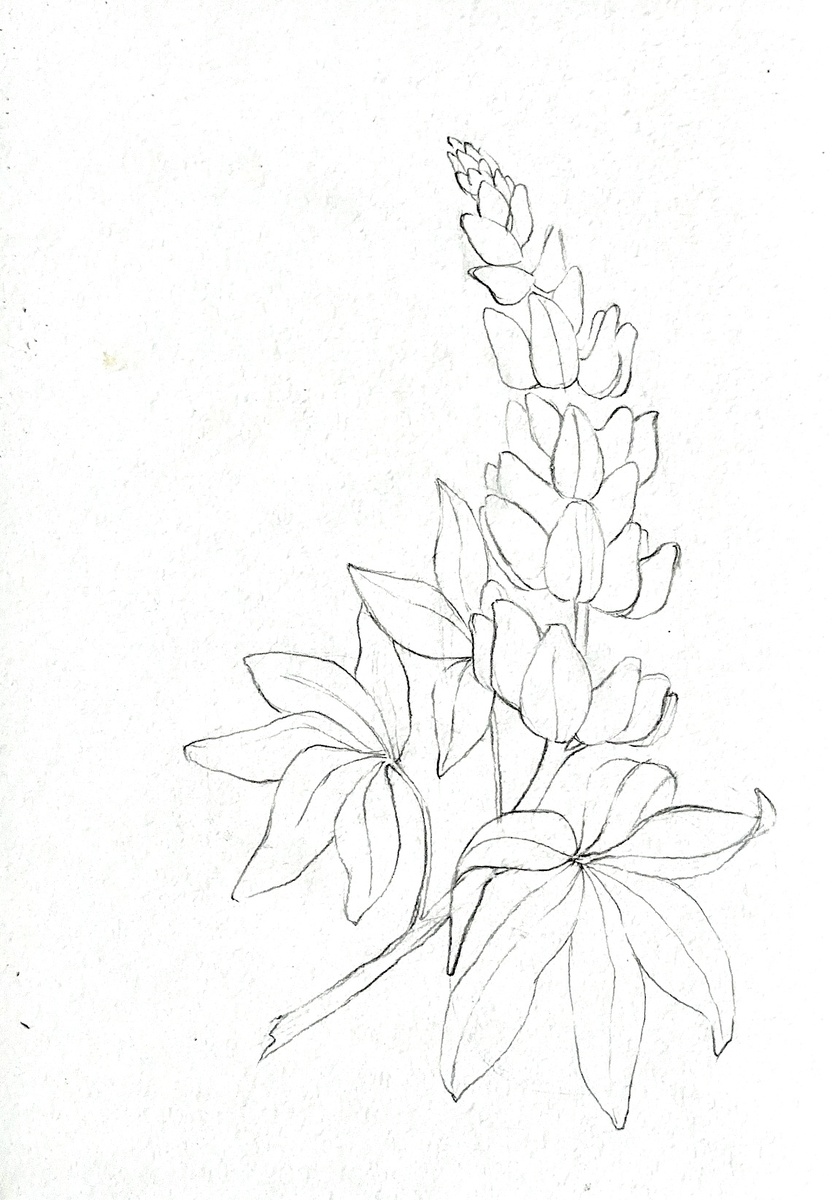 Карандашный рисунок