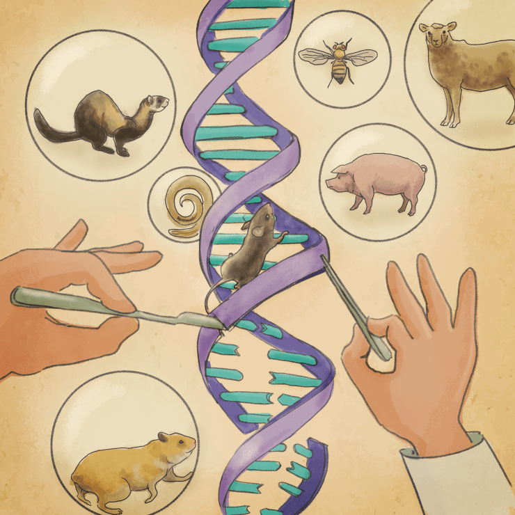 Нам со школьной скамьи повторяют, что между человеком и другими животными очень много общего. И вот, наконец, благодаря успехам генной и клеточной инженерии, мы можем использовать эти общие черты при создании моделей, имитирующих заболевания человека.

иллюстрация Елены Беловой