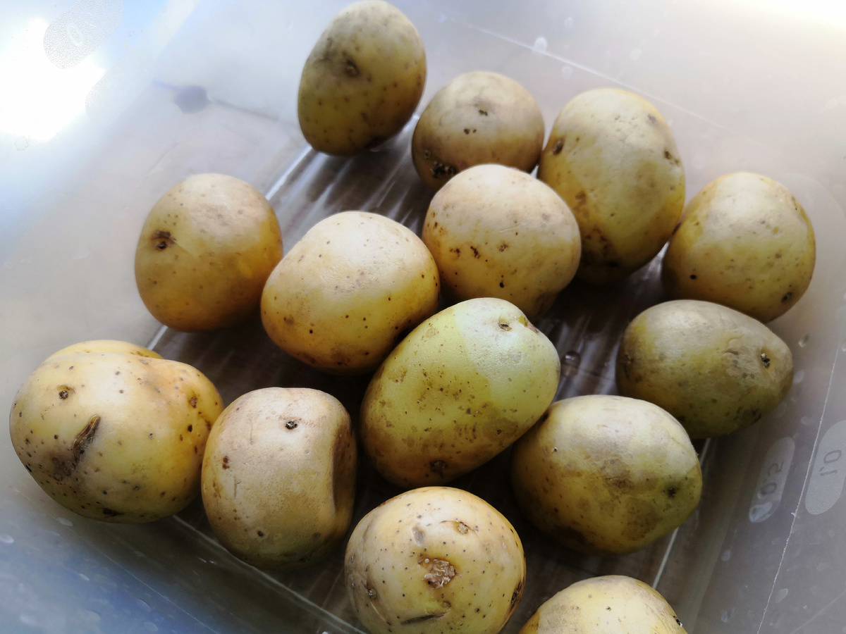 Мытая картошка