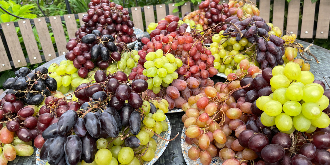 Как вырастить виноград в холодном регионе: проверенные методы для урожая