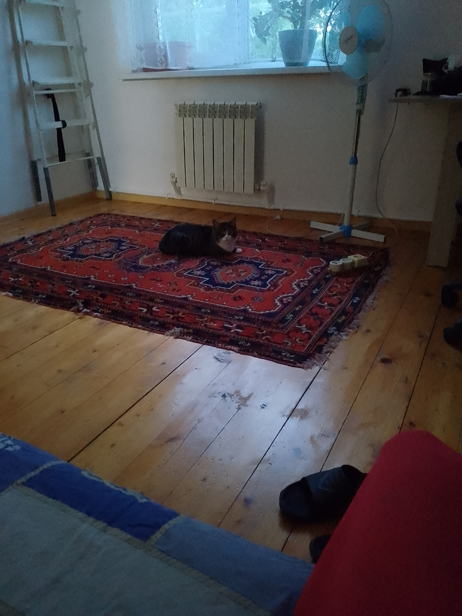 Кот, который живëт в этом подъезде