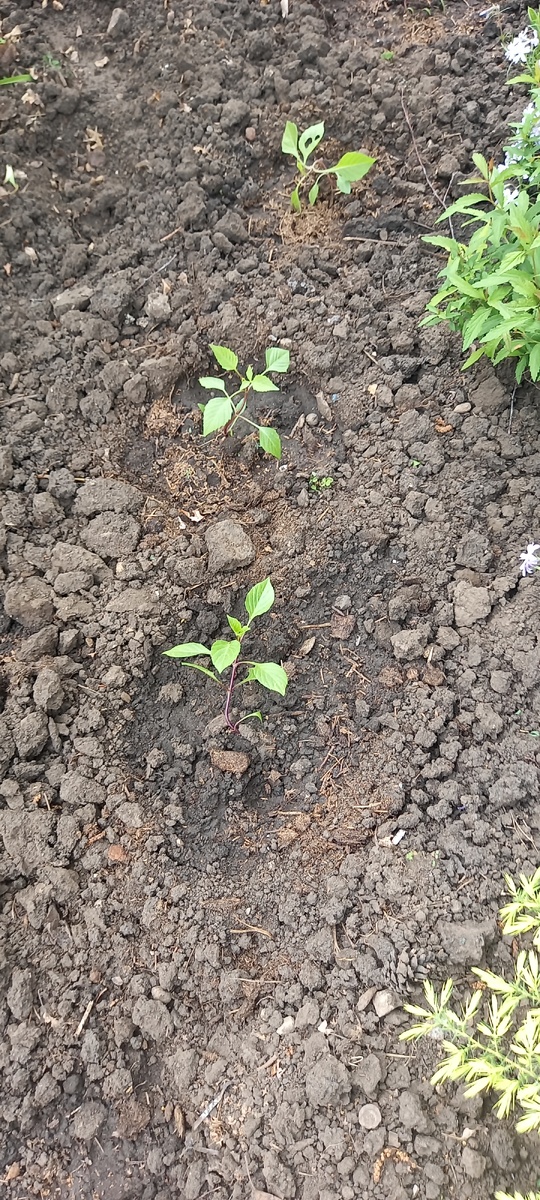 Не вся рассада желтеет - закаленная, как правило, нет