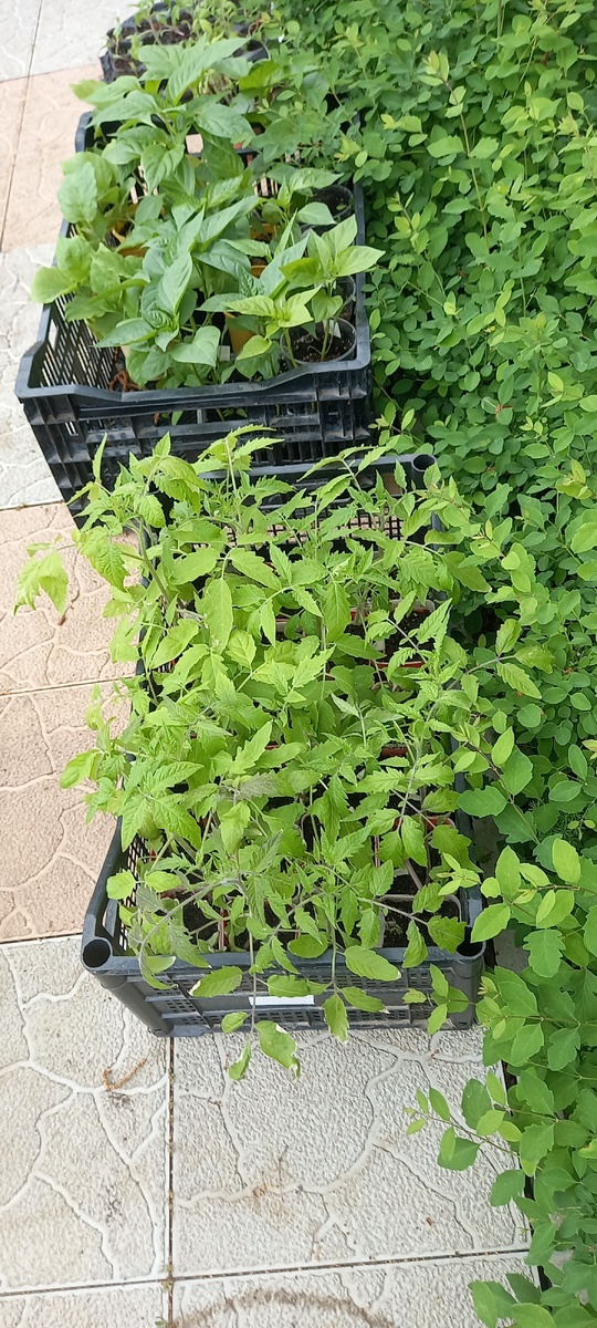 Рассада на улице пока одну неделю, буду держать ее и дальше, прежде, чем высаживать