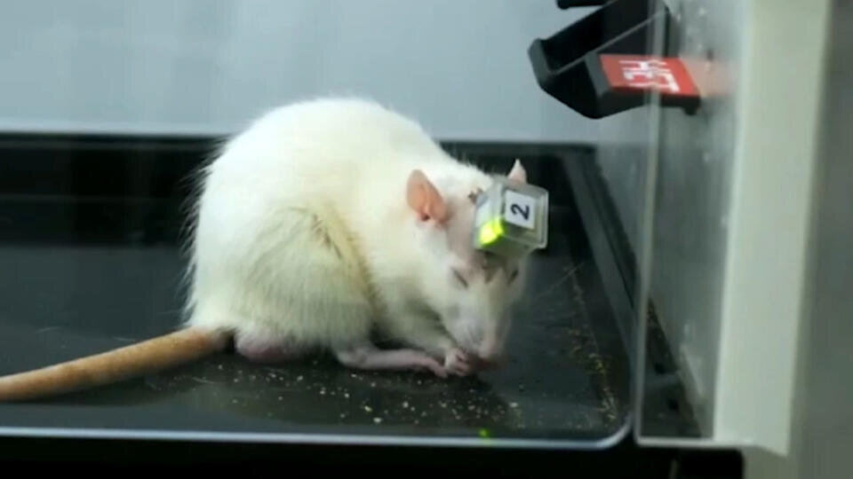 Фото: © Кадр из программы "Как устроен мир", РЕН ТВ