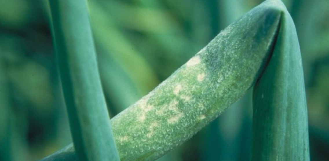 пожелтение лука весной