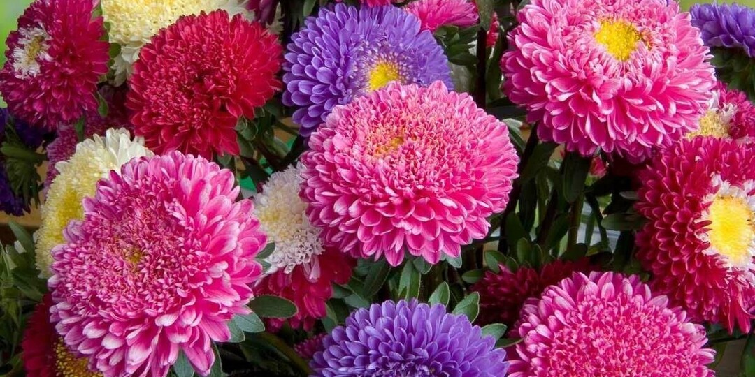 Неприхотливые цветы для дачи: как создать красивый сад без лишних хлопот