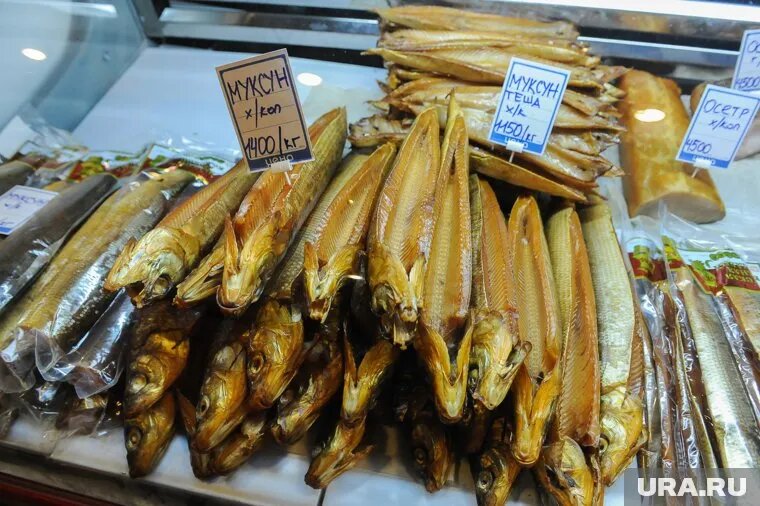 Официально к вылову разрешен только муксун из Якутии. Фото: Вадим Ахметов © URA.RU