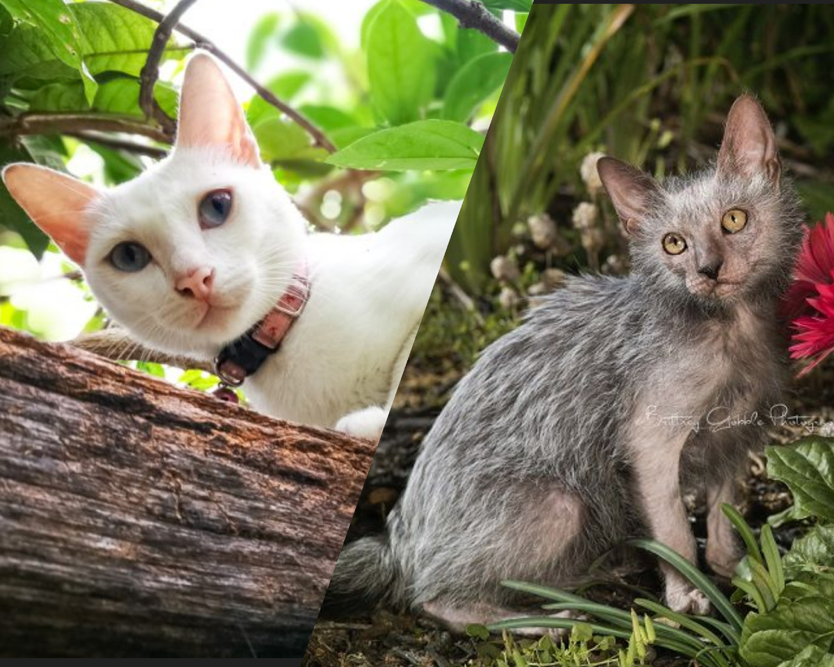 Фото из Интернета. Кхао-мани и ликой. 