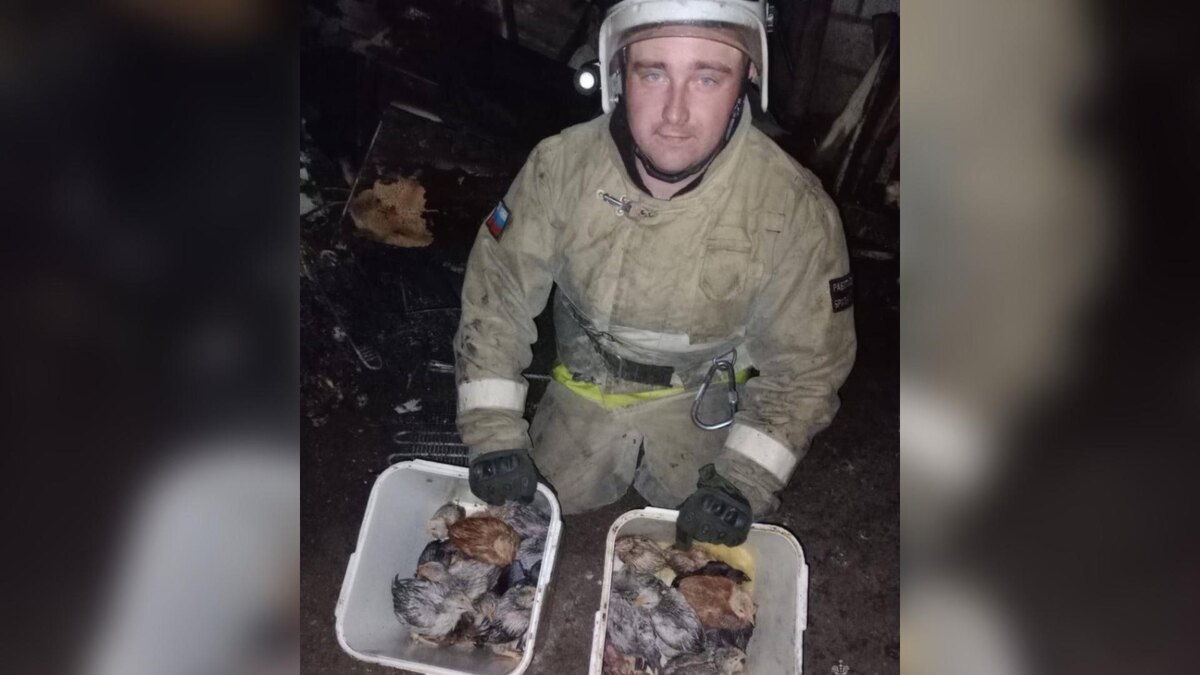    В Фатеже Курской области пожарные спасли цыплят из горящего сарая