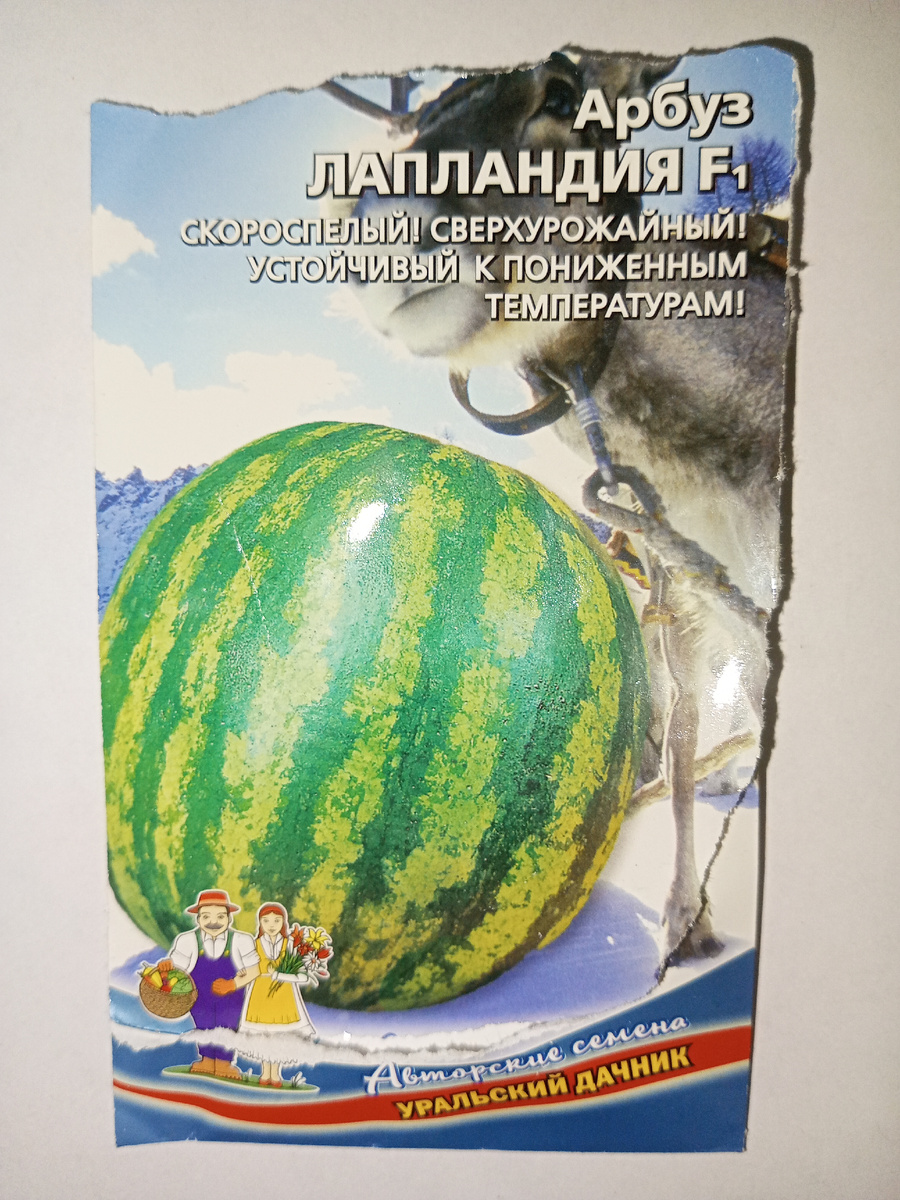 "Лапландия". Пишут что на тундре даже растёт😎.