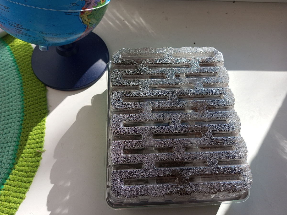 Посадил в торфяные таблетки из FixPrice.