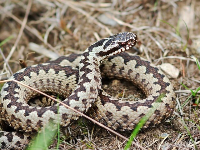    Фото: 123RF/taviphoto