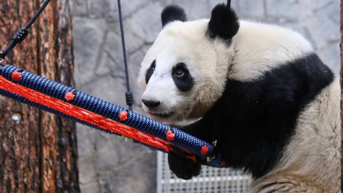    Фото: Telegram / Московский зоопарк