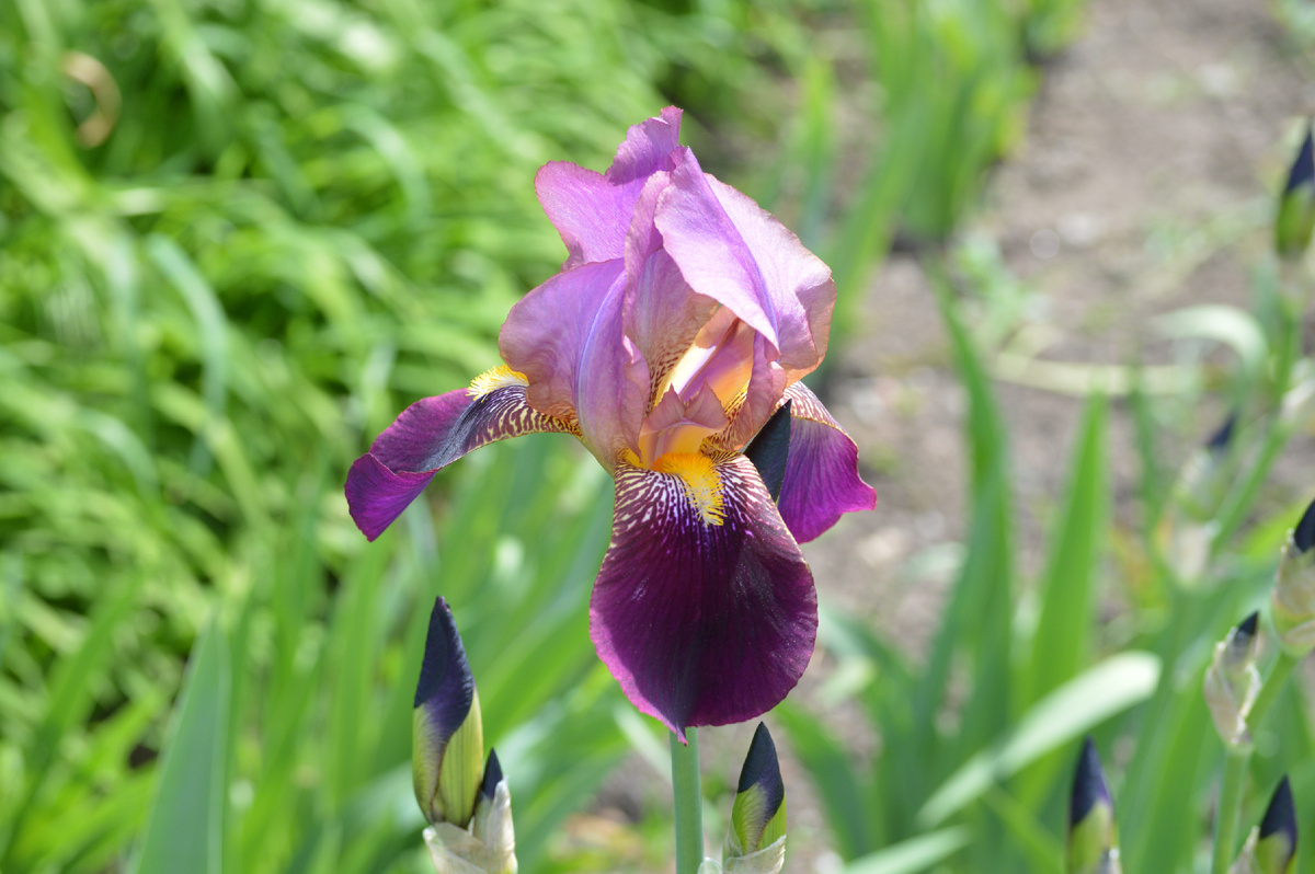 Фото автора. 07.05.2025. Расцвёл красавец Ирис.