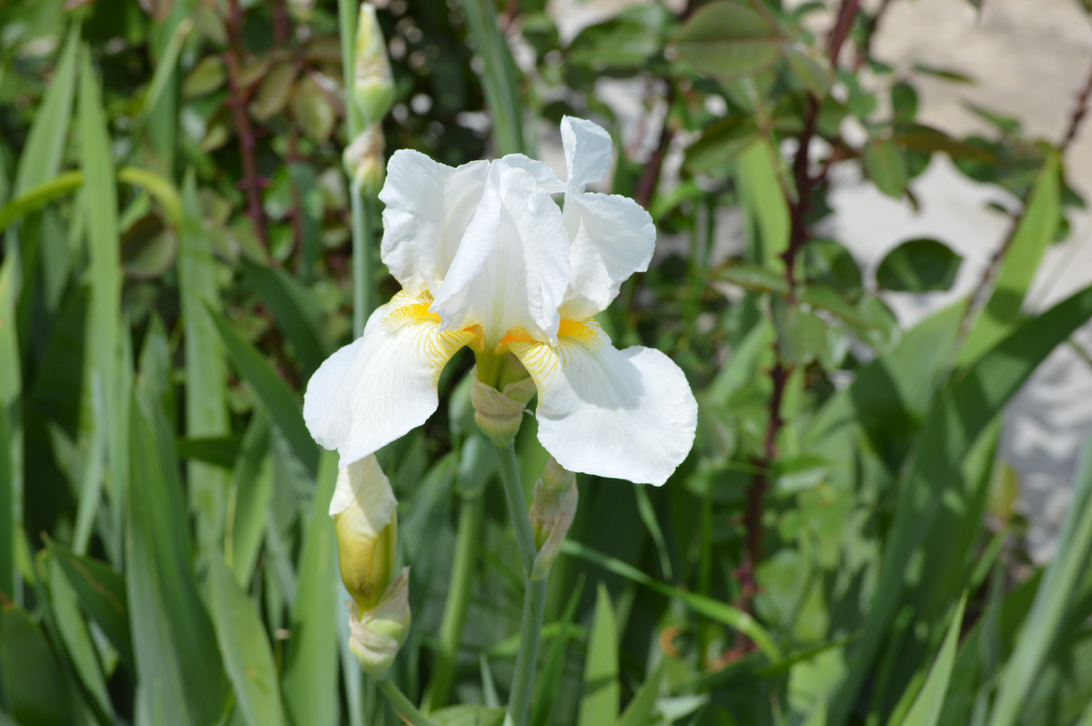 Фото автора 07.05.2025. Белый Ирис.