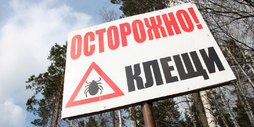 Как ушлые лесники быстро удаляют впившихся клещей без лишних сложностей