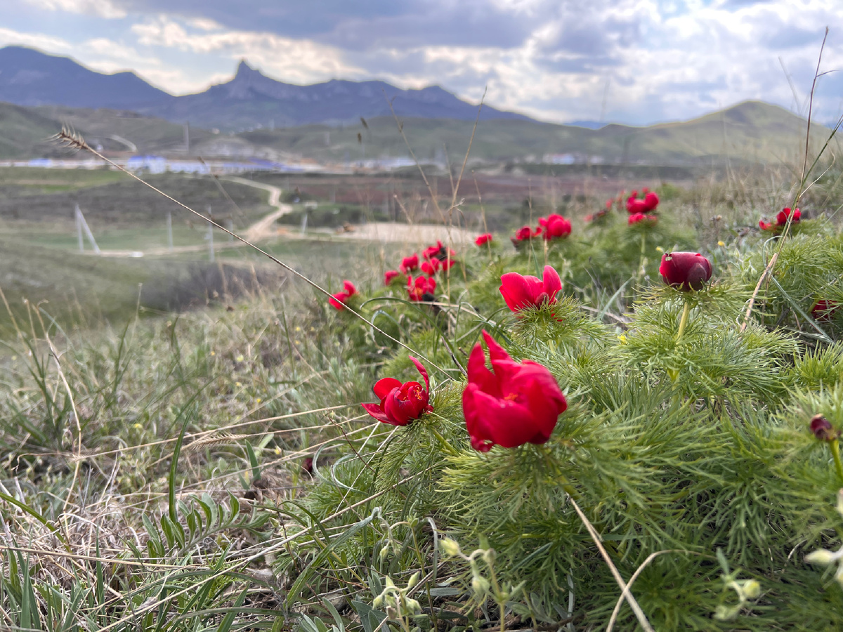 Пион дикий узколистный воронец