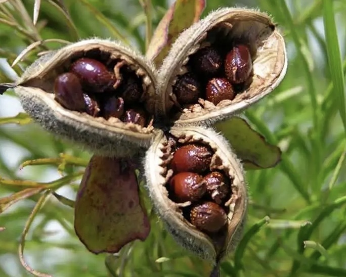 Осенью надеюсь самой увидеть - эта фотография из интернета 