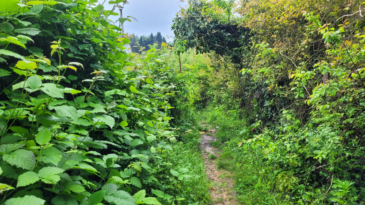 Колючая ежевика разрослась вдоль тропинки