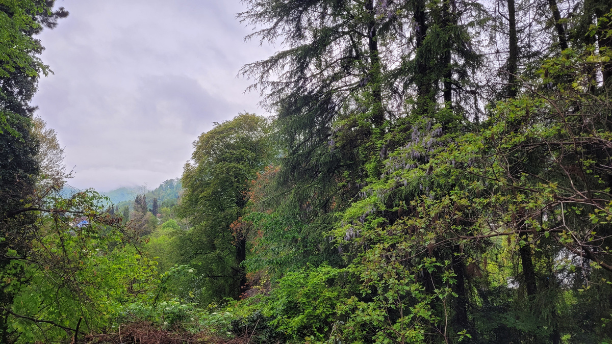 Глициния расцвела в лесу