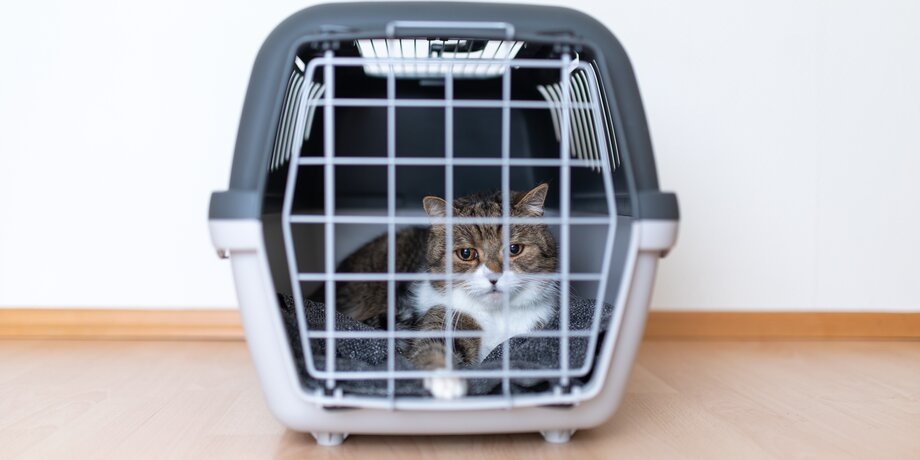 Фото: depositphotos/nilsjacobi