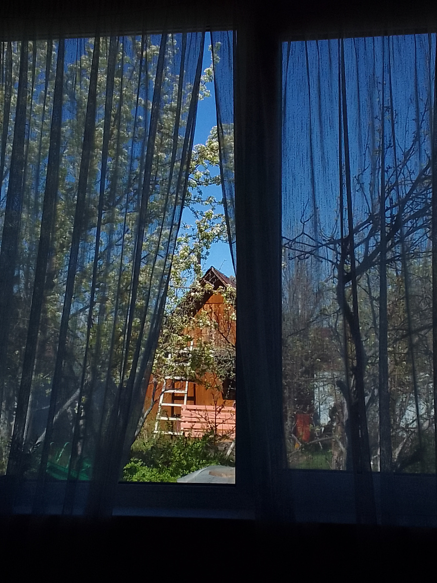 Груши зацвели