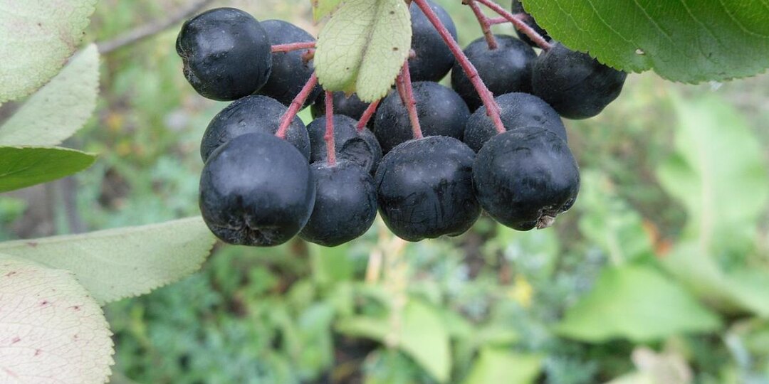 Куст, который очищает: зачем черноплодка нужна на даче