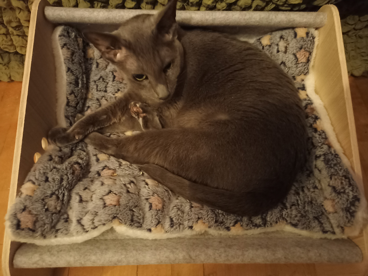 У нас дома единственное с чем трудно справиться - это с ором Киры. Но она ориентал и у нее деменция. 