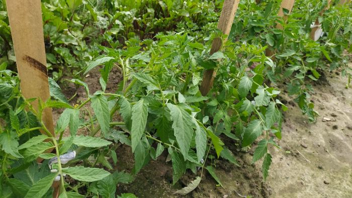 Почему тесная посадка помидоров губит урожай (и как этого избежать)