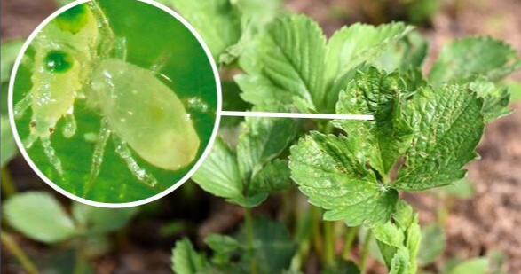 Земляничный клещ