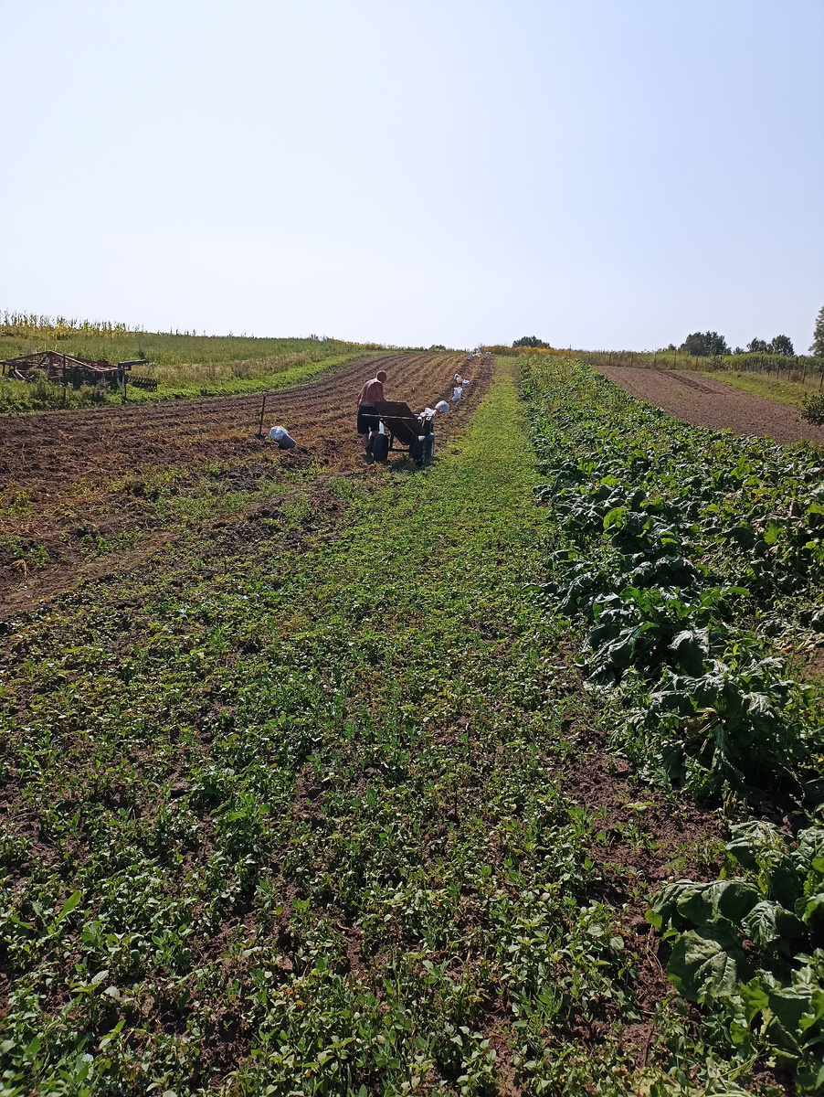 Уборка урожая, по осени. 