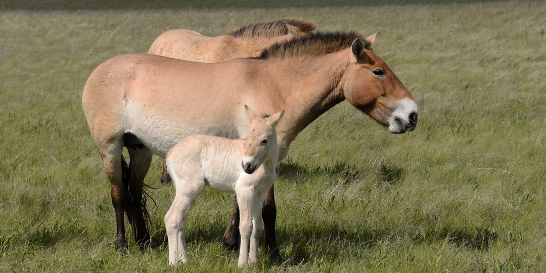 В Оренбургском заповеднике появилось на свет третье поколение лошадей Пржевальского