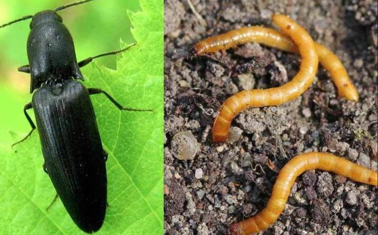 Проволочник-личинка жука щелкуна