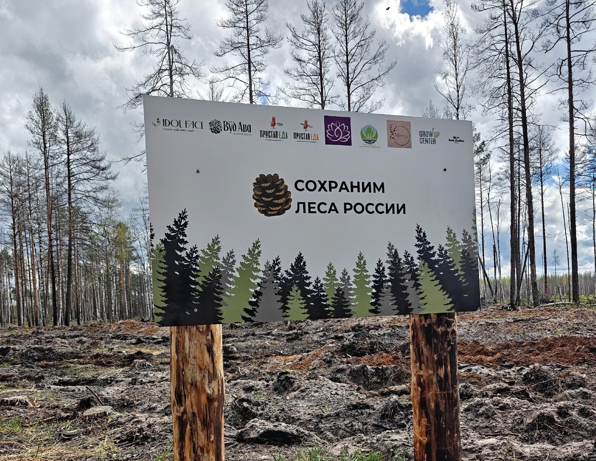 Акция "Сад памяти" в рамках федерального проекта "Сохраним леса". Фото автора