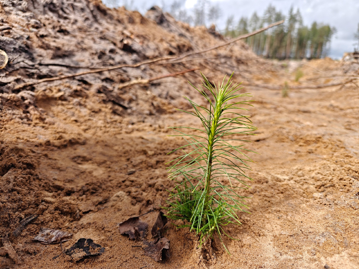 Саженец сосны. Фото автора
