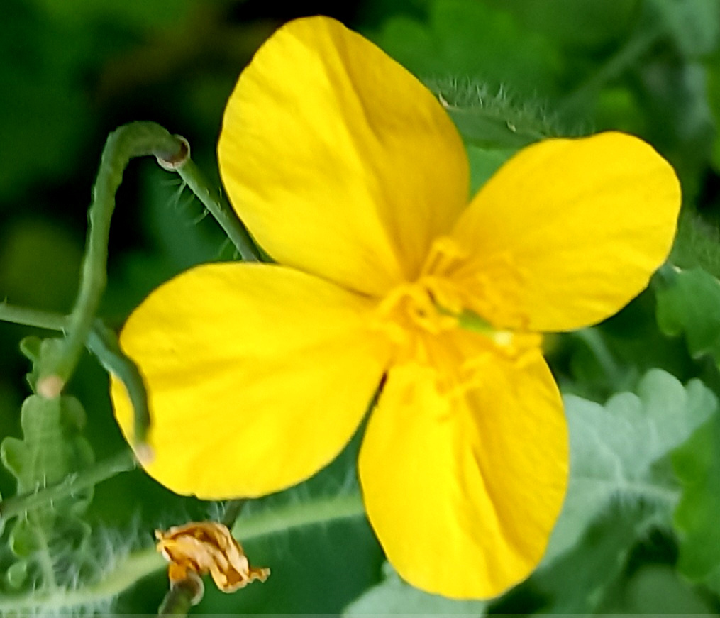 Цветы Донецка. Желтый май. 2025