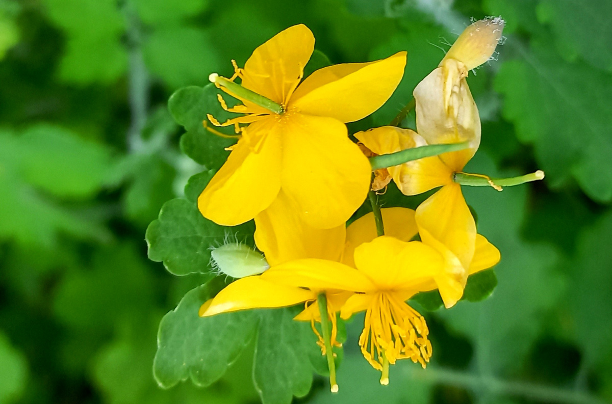 Цветы Донецка. Желтый май. 2025