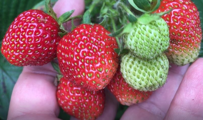 5 самых урожайных сортов земляники для вашего сада
