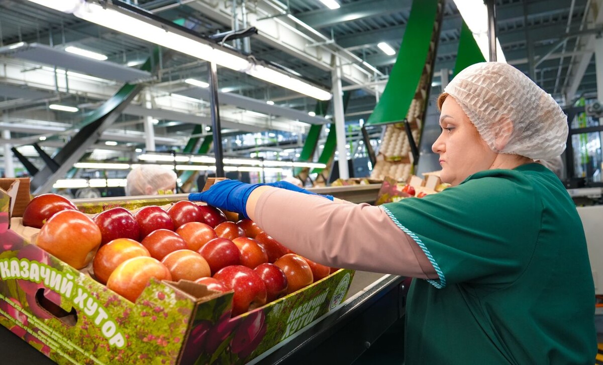 Упаковка яблок в гфорокороба на линии Greefa