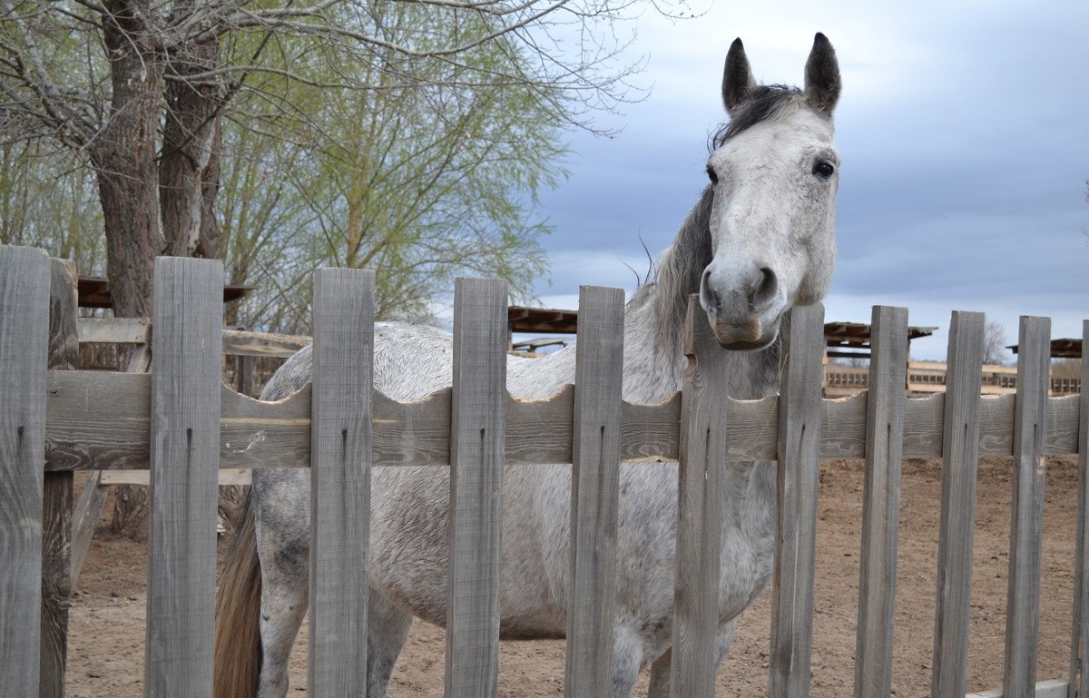 Лошадь не перепить