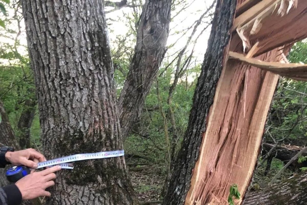    Жители Ставрополя возмущены вырубкой Татарского леса рядом с дачами