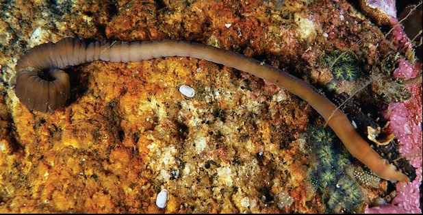 Фото: Jacinto Pérez-Dieste